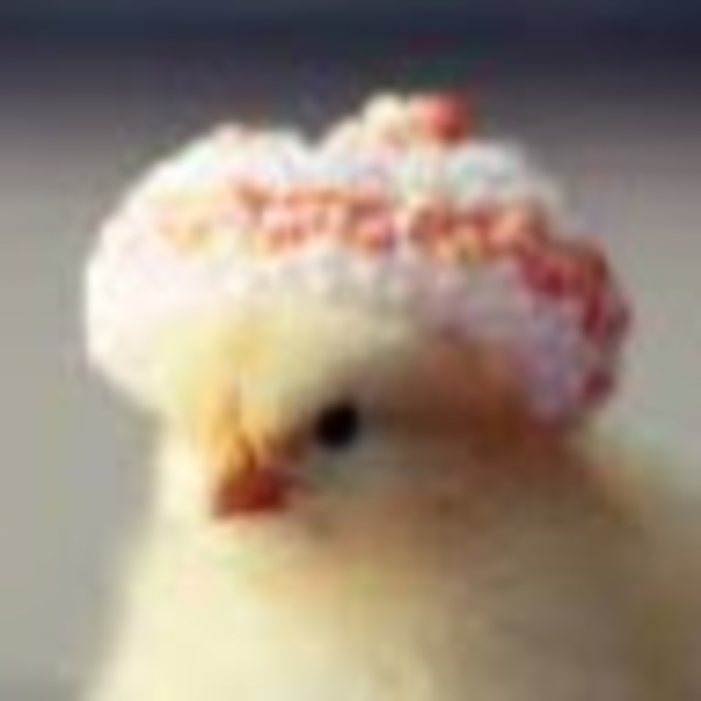 Meet your Posher, Mac